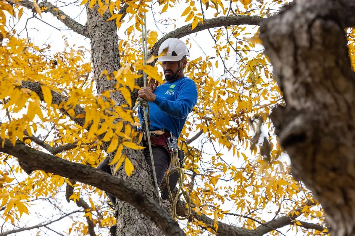 Skilled Tree Pruning crew working in Gibsland
